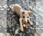 Small Photo #2 Mutt Puppy For Sale in Princeton, MN, USA