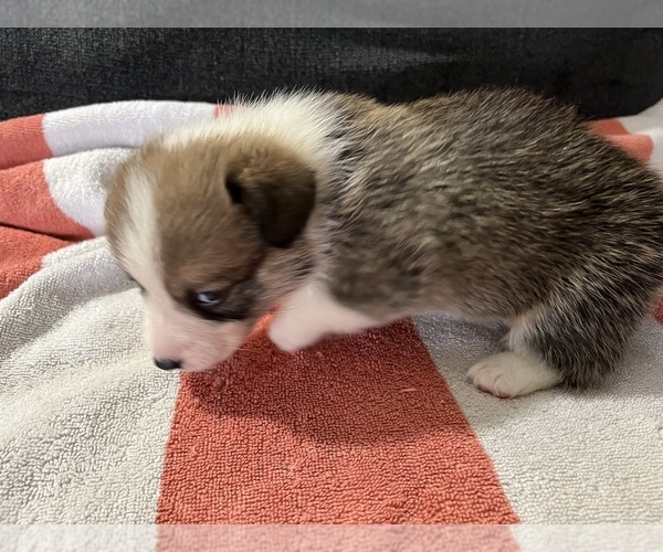 Medium Photo #3 Pembroke Welsh Corgi Puppy For Sale in RAMONA, OK, USA