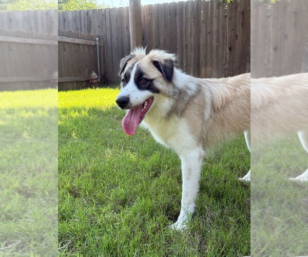Medium Photo #4 Anatolian Shepherd Puppy For Sale in Great Bend, KS, USA