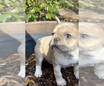 Small Photo #3 French Bulldog Puppy For Sale in ROCKWALL, TX, USA