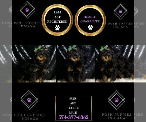 Medium Photo #99 Poodle (Toy) Puppy For Sale in WARSAW, IN, USA