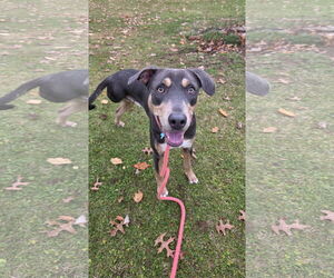 Doberman Pinscher-Unknown Mix Dogs for adoption in Rockaway, NJ, USA