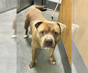 Mutt Dogs for adoption in Forestville, MD, USA