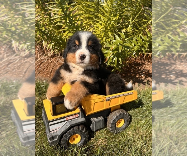Medium Photo #3 Bernese Mountain Dog Puppy For Sale in MIDDLEBURY, IN, USA