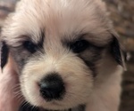 Puppy Purple Female Great Pyrenees