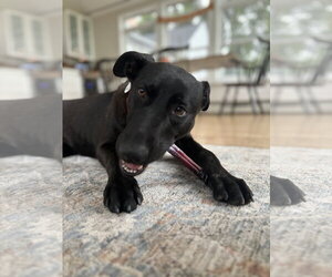 Dandy - Female Labrador Retriever-Unknown Mix Dog for Adoption - Photo #5