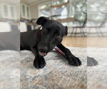 Small Photo #5 Labrador Retriever-Unknown Mix Puppy For Sale in Doylestown, PA, USA