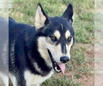 Small #5 Siberian Husky Mix