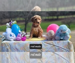 Goldendoodle Puppy for sale in GADSDEN, AL, USA