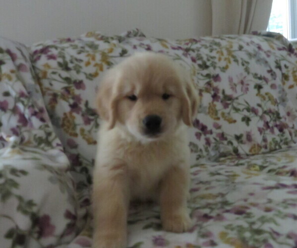 Medium Photo #5 Golden Retriever Puppy For Sale in MECHANICSVILLE, MD, USA