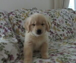 Small #4 Golden Retriever