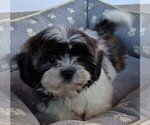 Small Photo #5 Shih Tzu Puppy For Sale in FREDERICKSBURG, OH, USA