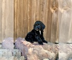 Puppy Princess Leia Goldendoodle (Miniature)