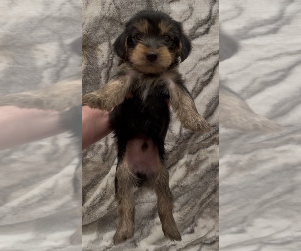 Medium Photo #7 Yorkshire Terrier Puppy For Sale in MOUNT CARMEL, PA, USA