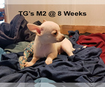 Small #4 Chihuahua