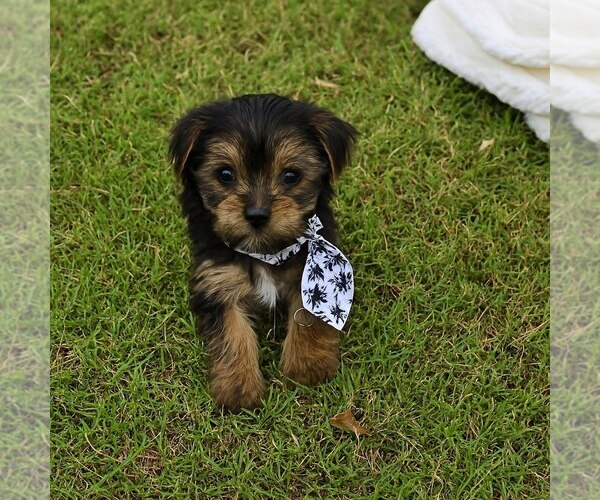 Medium Photo #3 Yorkshire Terrier Puppy For Sale in CLAREMORE, OK, USA
