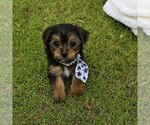 Small #2 Yorkshire Terrier