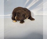 Small Photo #28 Golden Mountain Dog Puppy For Sale in BLACK FOREST, CO, USA