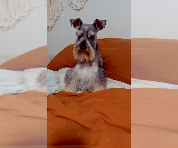 Medium Photo #13 Schnauzer (Miniature) Puppy For Sale in ORCUTT, CA, USA