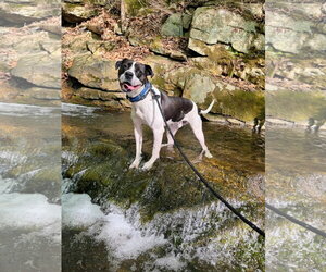Cooper Lizman - Male Pointer-Unknown Mix Dog for Adoption - Photo #9