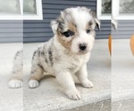 Small #4 Australian Shepherd