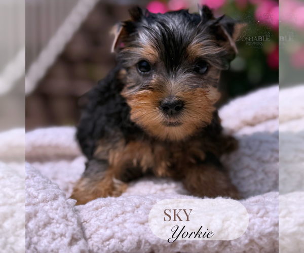 Medium Photo #8 Yorkshire Terrier Puppy For Sale in ELMHURST, IL, USA