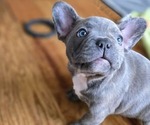 Puppy Brindle French Bulldog