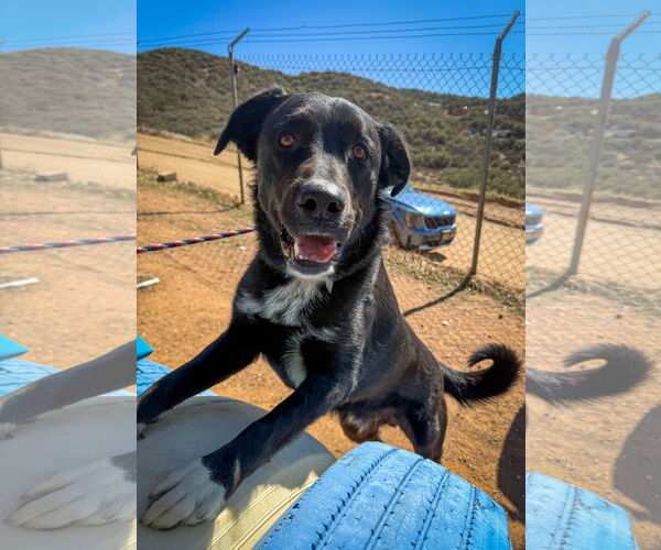 Medium Photo #6 Labrador Retriever-Unknown Mix Puppy For Sale in San Diego, CA, USA