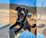 Small #5 Labrador Retriever Mix