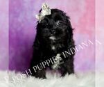 Small Photo #21 Cavapoo (Miniature) Puppy For Sale in WARSAW, IN, USA