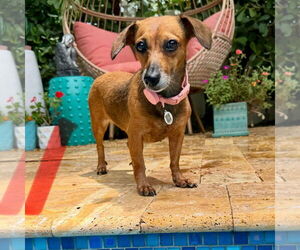 Dachshund Dogs for adoption in Weston, FL, USA
