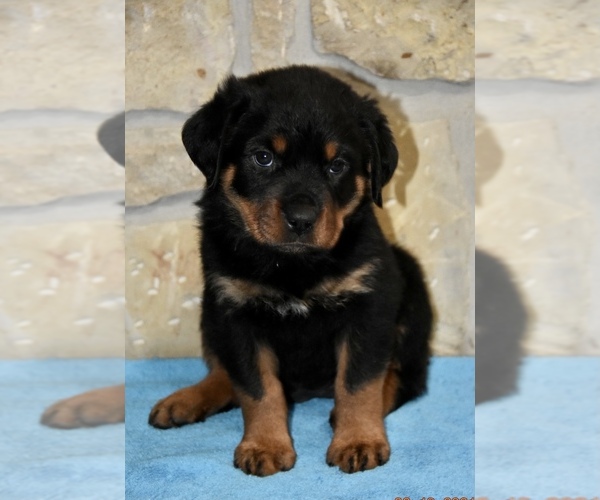 Medium Photo #2 Rottweiler Puppy For Sale in CELE, TX, USA