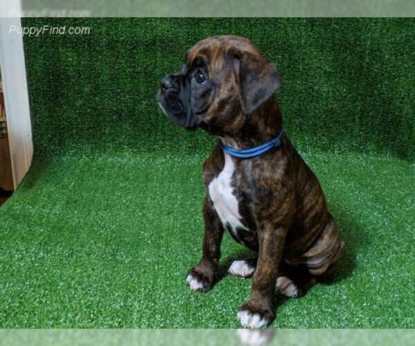 Medium Photo #1 Boxer Puppy For Sale in NEW PORT RICHEY, FL, USA