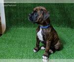 Small Photo #1 Boxer Puppy For Sale in NEW PORT RICHEY, FL, USA