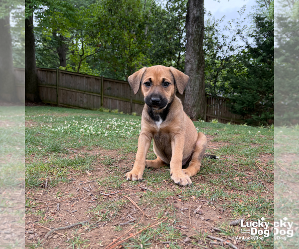 Medium Photo #7 Retriever -Unknown Mix Puppy For Sale in Washington, DC, USA