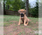 Small #6 Retriever  Mix