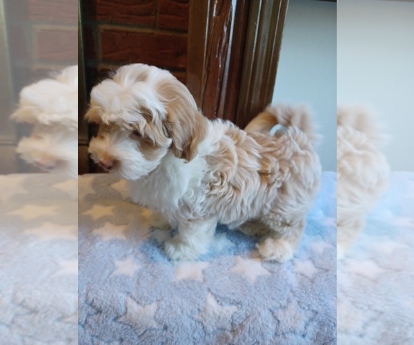 Medium Photo #2 Havapoo Puppy For Sale in LOUISVILLE, KY, USA