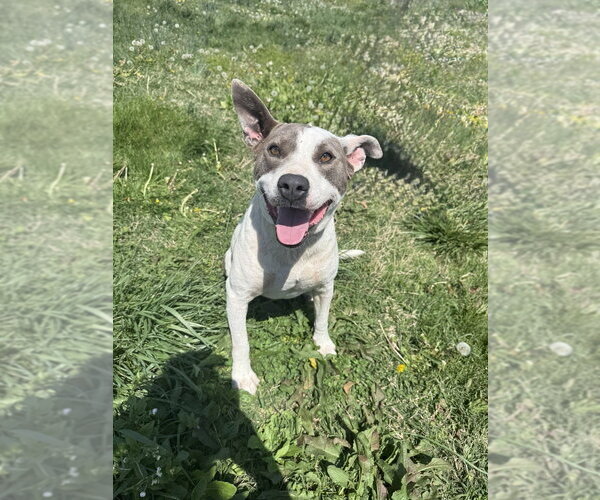 Medium Photo #7 Mutt Puppy For Sale in Evansville, IN, USA