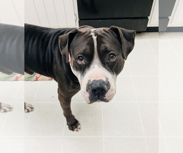 Medium Photo #1 American Bulldog-Staffordshire Bull Terrier Mix Puppy For Sale in Germantown, OH, USA