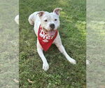 Small #8 American Bulldog-Staffordshire Bull Terrier Mix