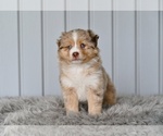 Small #2 Miniature Australian Shepherd