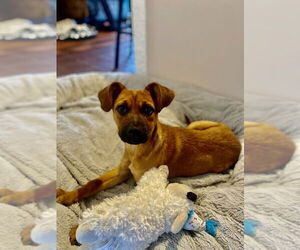 Misty - Female Black Mouth Cur-Unknown Mix Dog for Adoption - Photo #7