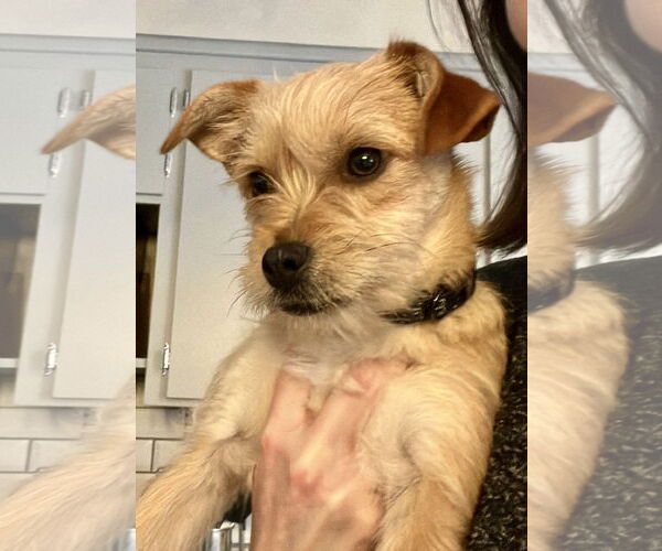 Medium Photo #2 Mutt Puppy For Sale in Brooklyn Center, MN, USA