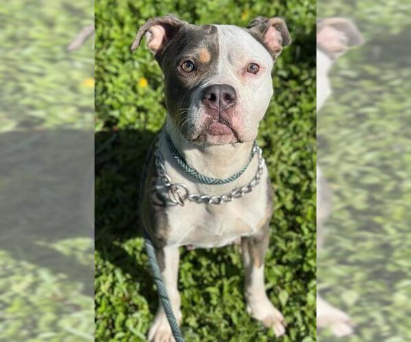 Medium Photo #1 American Staffordshire Terrier Puppy For Sale in Fort Lauderdale, FL, USA
