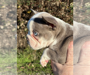 French Bulldog Puppy for sale in JUNCTION CITY, OR, USA