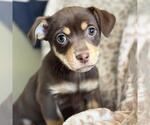 Small #4 Chiweenie