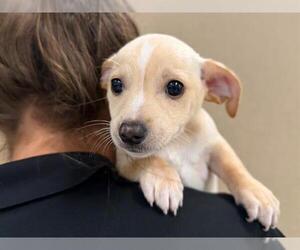 Rat Terrier-Unknown Mix Dogs for adoption in Santa Rosa, CA, USA