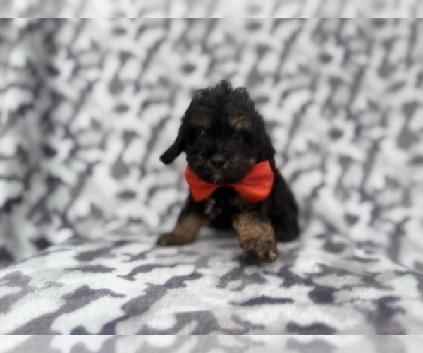 Medium Photo #1 Cavapoo (Miniature) Puppy For Sale in LAKELAND, FL, USA