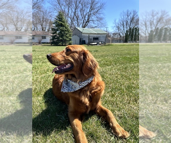 Medium Photo #1 Golden Retriever Puppy For Sale in CLAREMONT, MN, USA