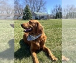 Small Photo #1 Golden Retriever Puppy For Sale in CLAREMONT, MN, USA